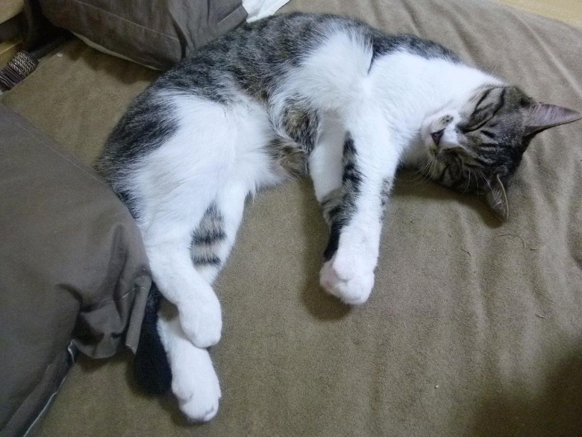 南北双星夜，多特蒙德的逆转魔法与本泽马的永恒印记