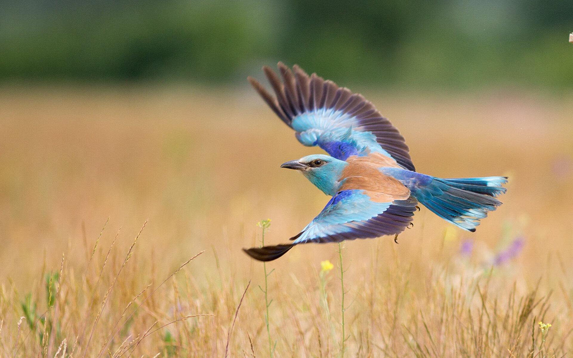 冰封迈阿密,当体系强压撞上死神镰刀