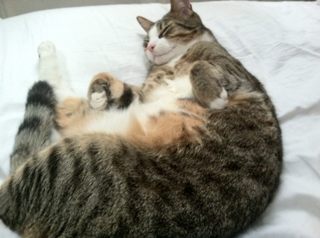 双重赛道,当尼克斯提前终结悬念,布克在F1年度争冠接管比赛