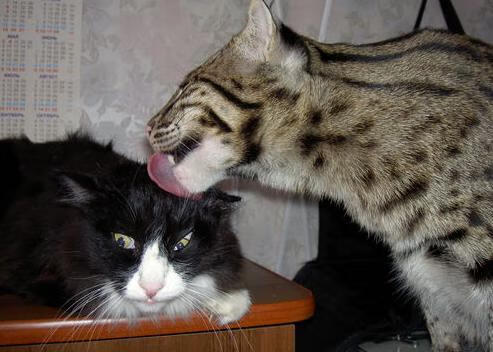 吉林VS开拓者,杜兰特用无解单打上演个人能力教学课