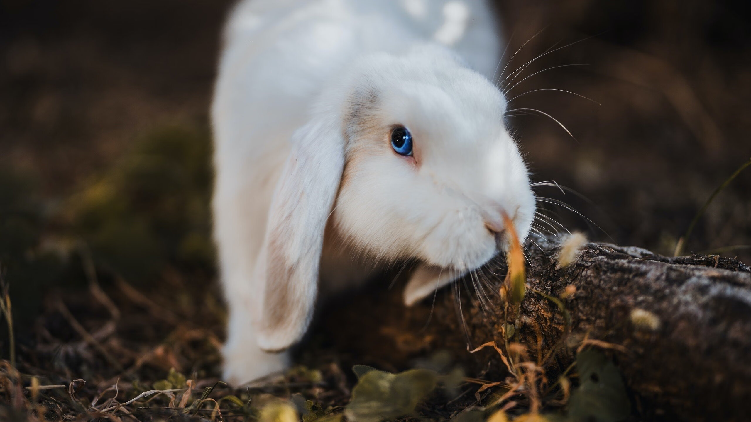 绿茵智慧颠覆硬木战场，厄德高跨界闪耀NBA总决赛之夜