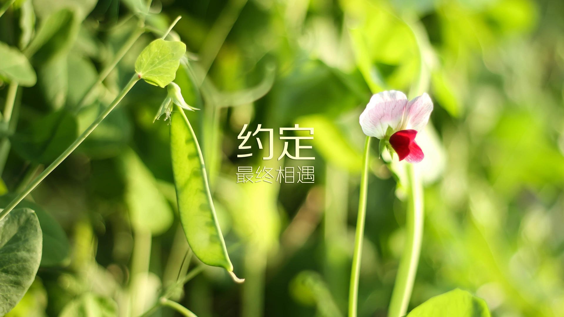 北非雄狮的咆哮，摩洛哥4-0血洗印度，巴雷拉导演A组最震撼战术革命
